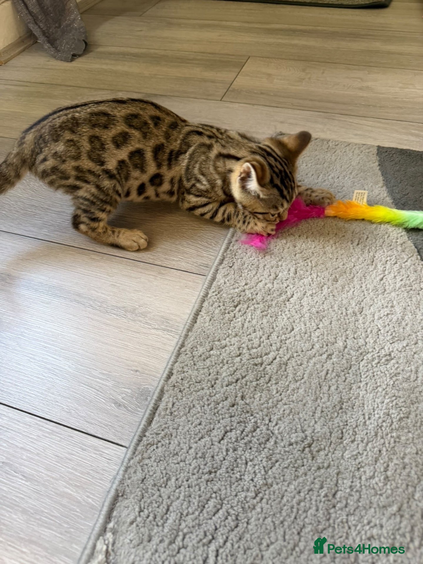 Bengal cats ⭐️ Ready now- STUNNING TICA REG ⭐️FEMALE BENGAL⭐️ - Advert 2