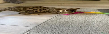 Bengal 1