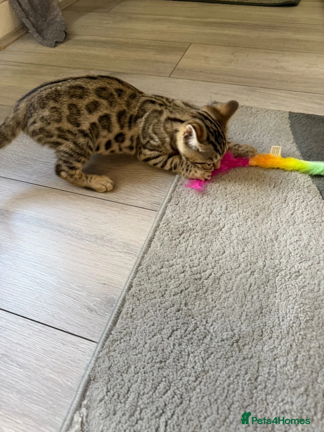 Bengal cats for sale: ⭐️ Ready now- STUNNING TICA REG ⭐️FEMALE BENGAL⭐️ - Advert 2