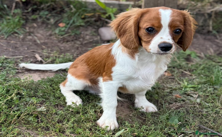 Cavalier King Charles Spaniel dogs in Stafford - Advert 3