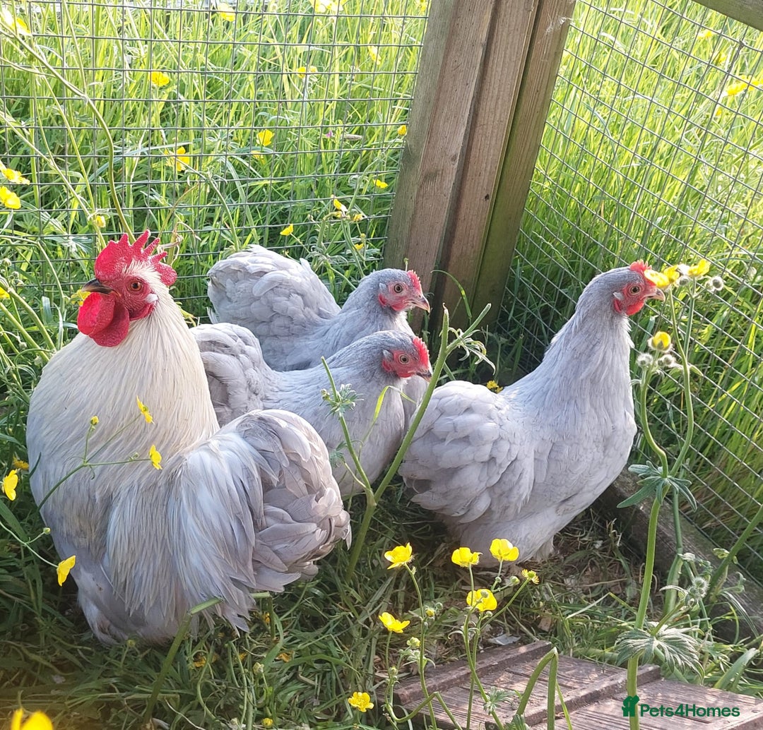 Chickens poultry for sale: Day old chicks / hatching eggs Brahma sussex Pekin - Image 8
