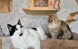 Scottish Fold cats for sale: 2 Purebred girls for rehoming - Image 2