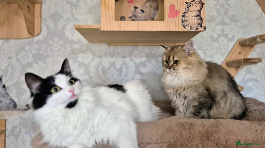 Scottish Fold cats for sale: 2 Purebred girls for rehoming - Image 2