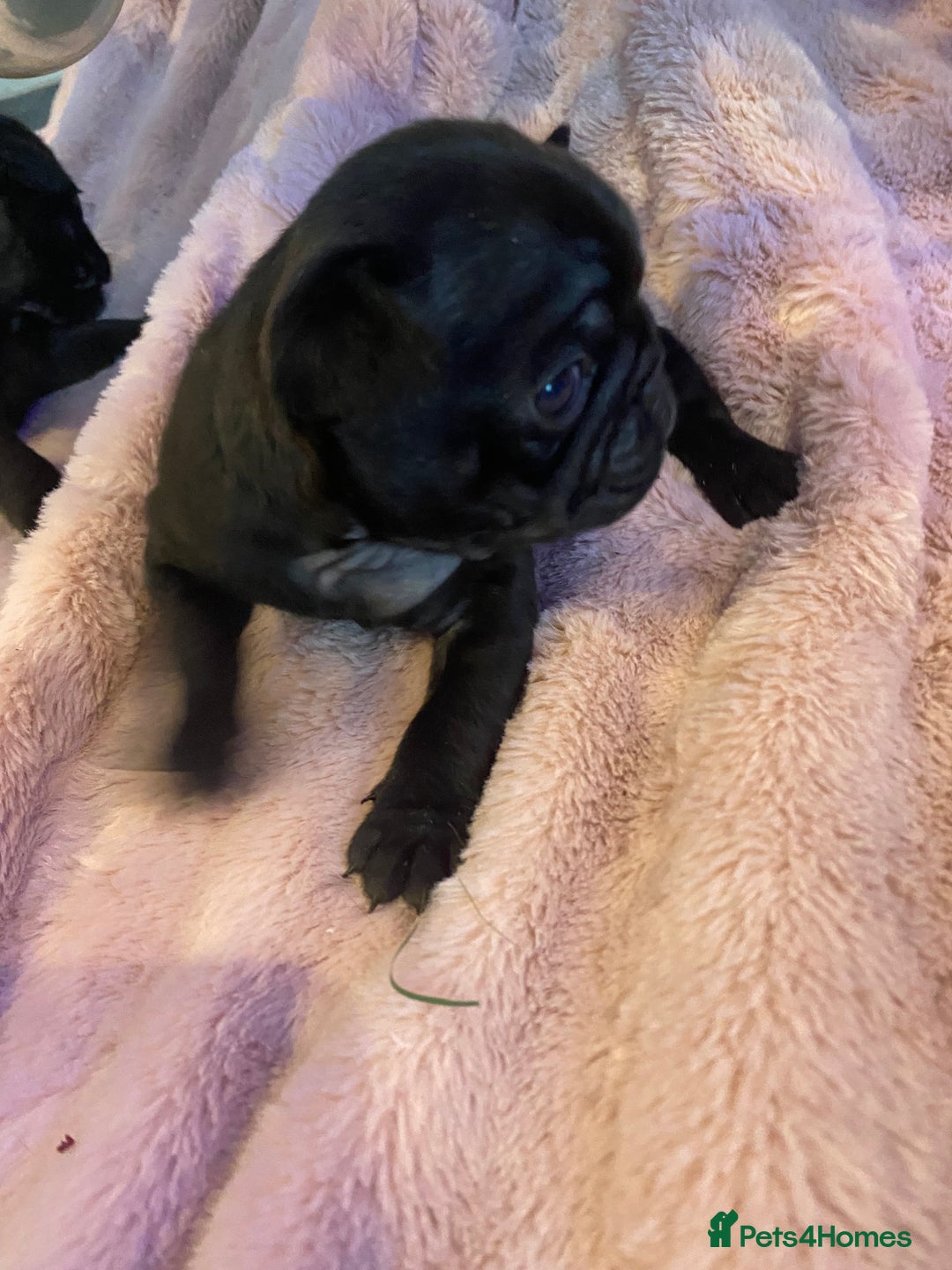 Pug dogs for sale: 💓 PUG BABIES 💓  - Advert 9