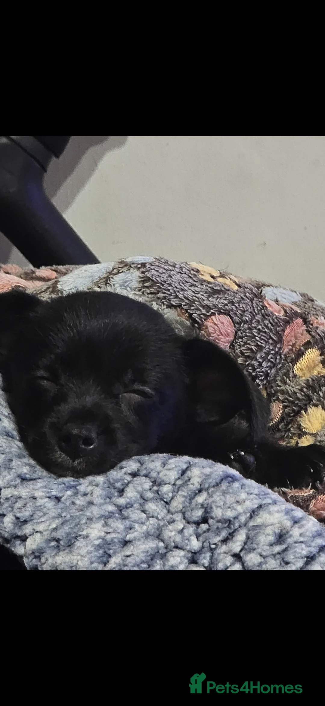 Mixed Breed dogs for sale: Rehoming  - Advert 6