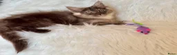 Maine Coon cats for sale: Maine coon kittens fluffy cuddly kittens - Advert 34