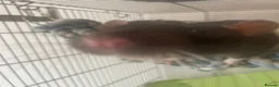 Rat rodents for sale: Two male fancy rats  in Ilford - Advert 3