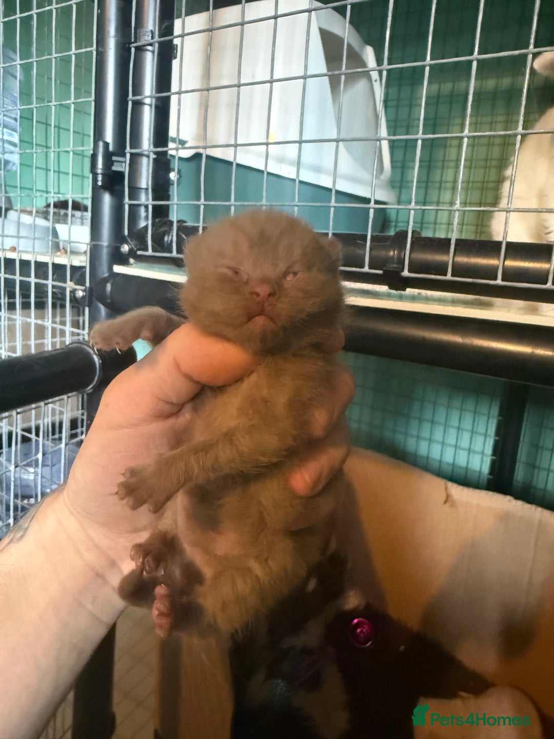 British Shorthair cats for sale: Tica reg cinnamon kittens  - Image 11