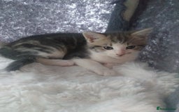 Maine Coon cats for sale: Fluffy crossed maine coon kittens for sale - Image 24