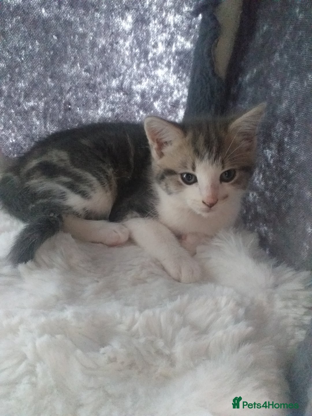 Maine Coon cats for sale: Fluffy crossed maine coon kittens for sale - Image 24