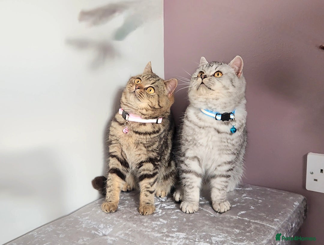 British Shorthair cats for sale: 🏆 Pedigree Silver British Shorthair Kittens 🏆 - Advert 24