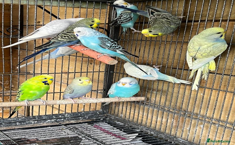 Budgerigars birds - Advert 5
