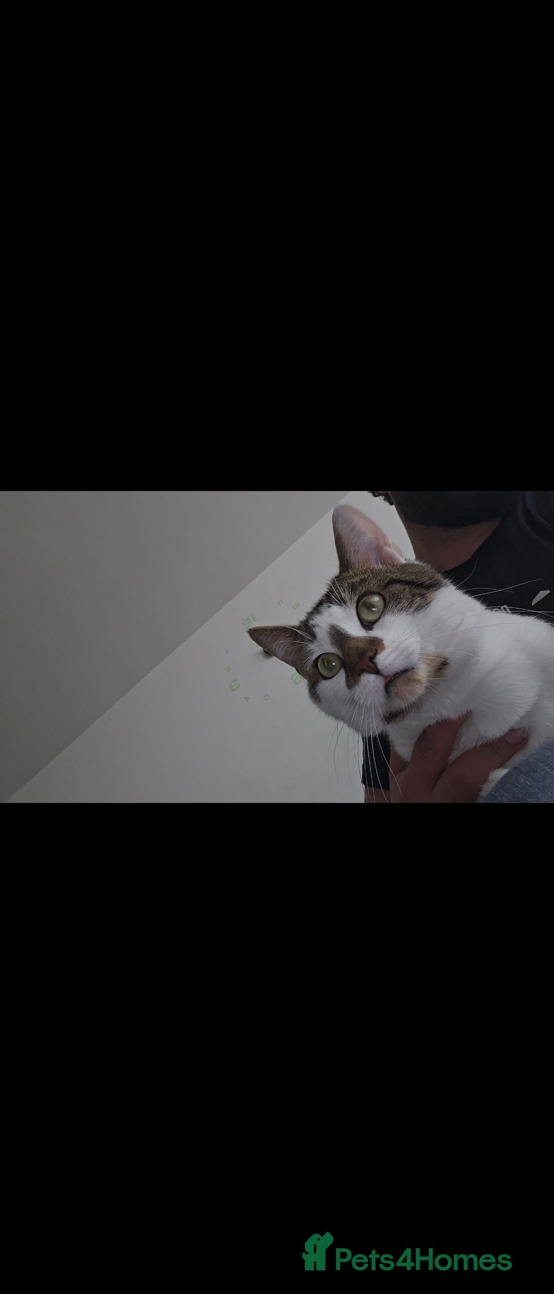 Mixed Breed cats for stud: Tom the cat for adoption no fee required - Image 3