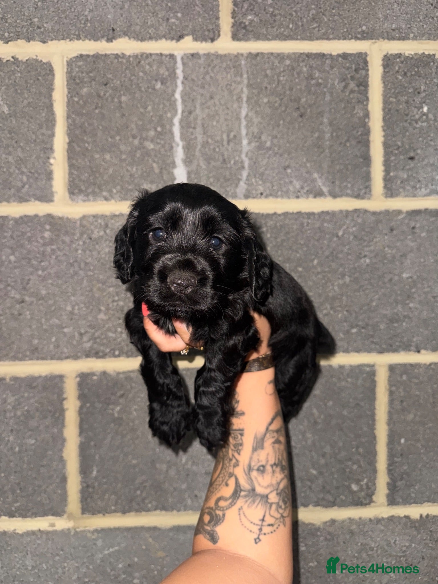 Cocker Spaniel dogs male black cocker spaniels  - Advert 3
