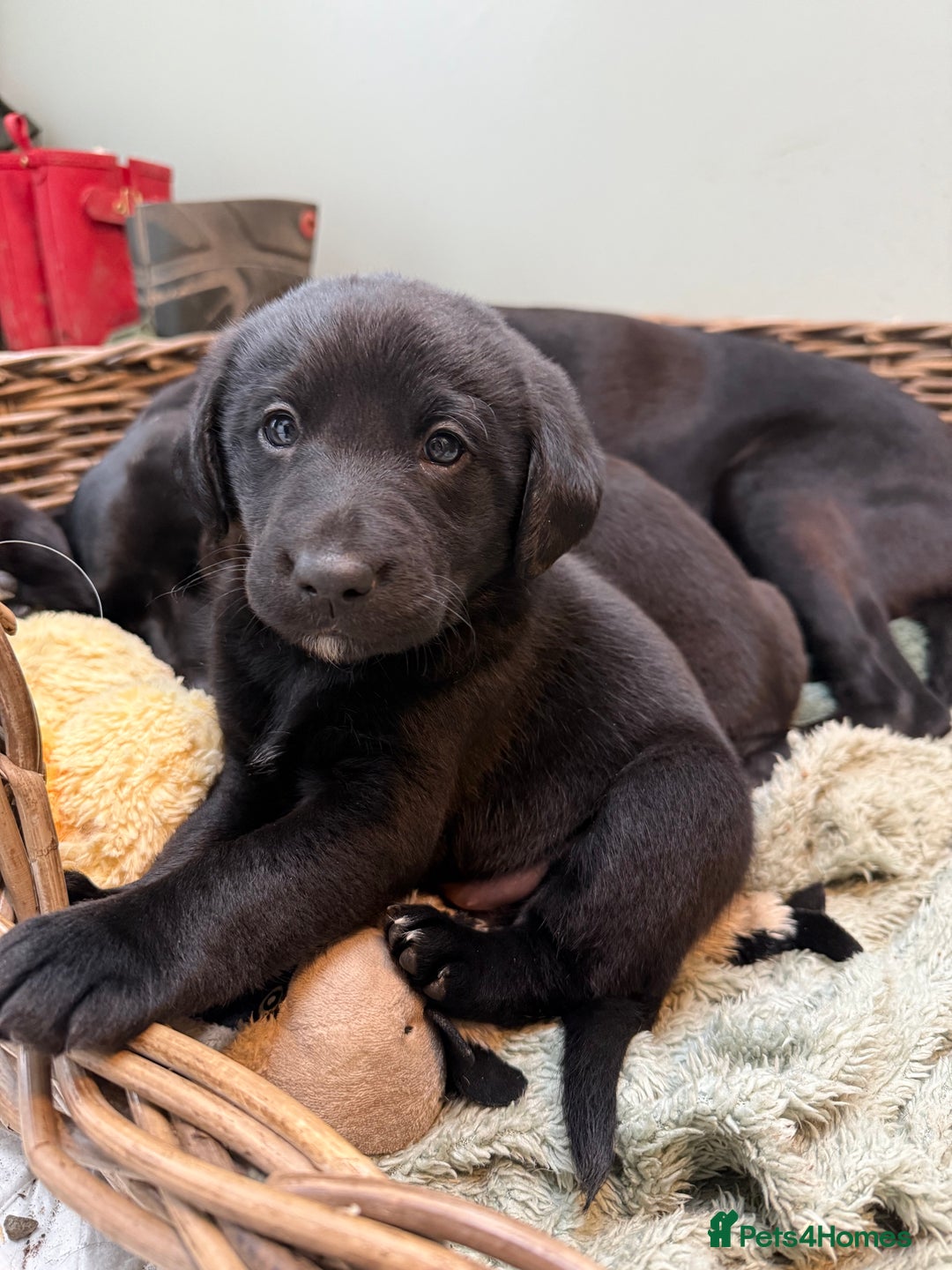 Mixed Breed dogs for sale: Labrador cross collie - Advert 7