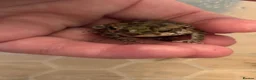 Toad reptiles for sale: 2 Baby Cane Toads - Advert 14