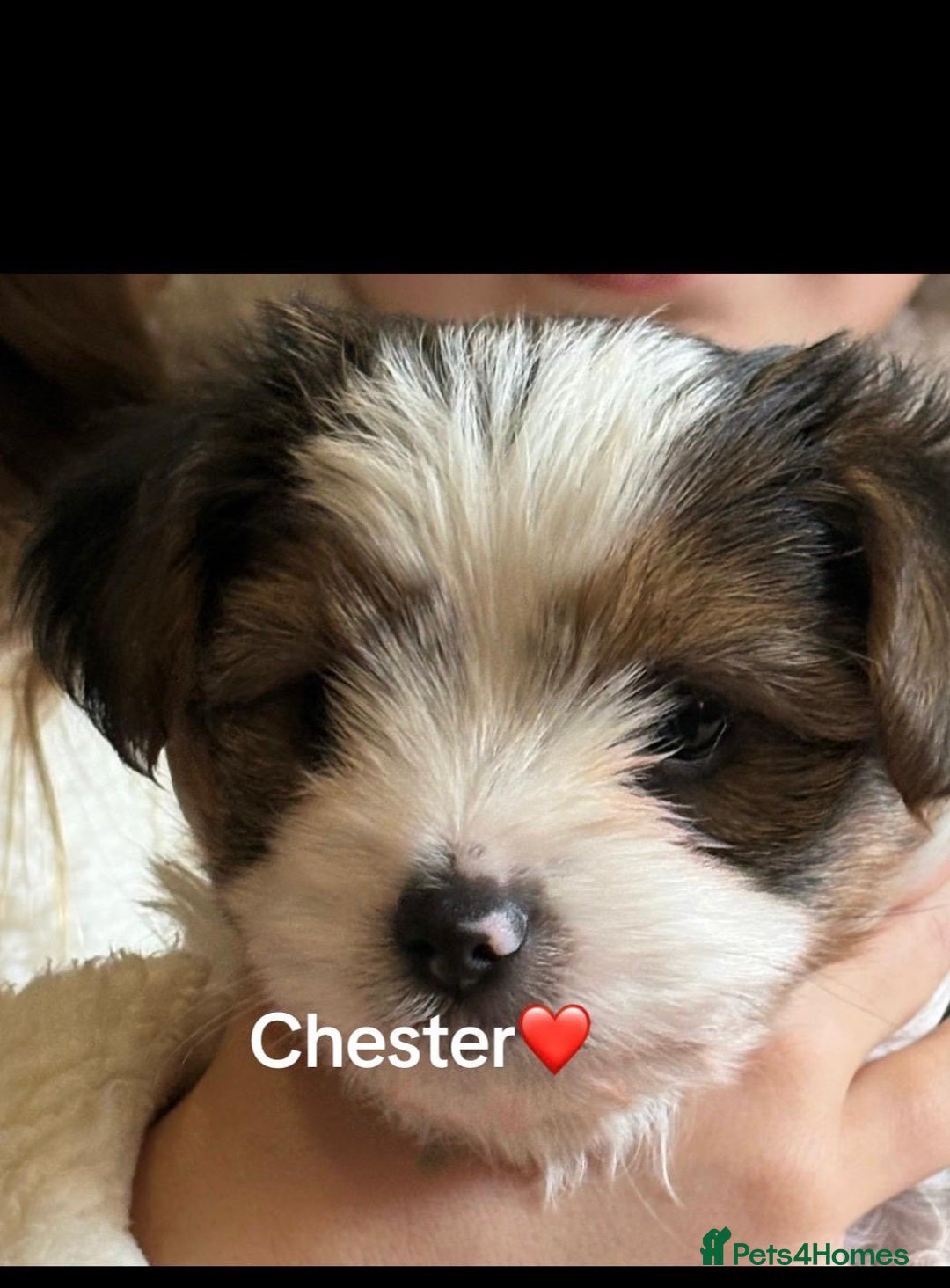 Biewer Terrier dogs for sale: Biewer Terrier - Advert 3