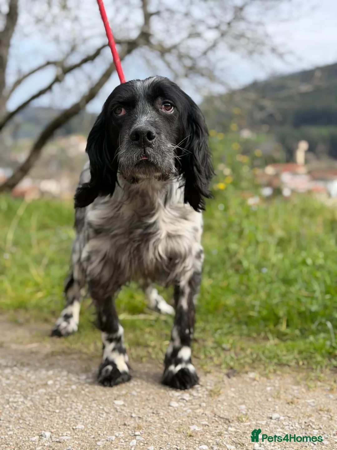 English Setter dogs for adoption: Bixkor - Advert 1