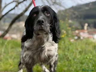 English Setter dogs Bixkor - Advert 15
