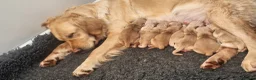 Golden Retriever dogs for sale: Selective litter from health tested parents - Advert 1