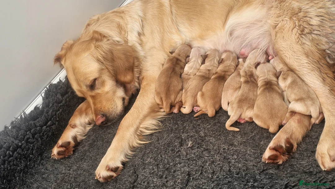 Golden Retriever dogs for sale: Selective litter from health tested parents - Advert 1