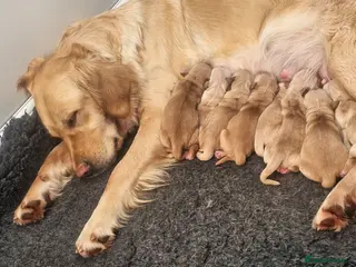 Golden Retriever dogs Selective litter from health tested parents - Advert 5