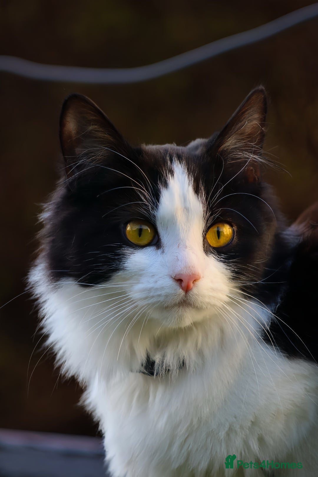 Ragdoll cats for sale: female cat for sale  - Advert 1