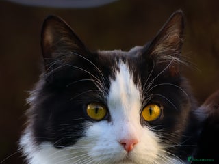 Ragdoll cats Mixed ragdoll female - Advert 1