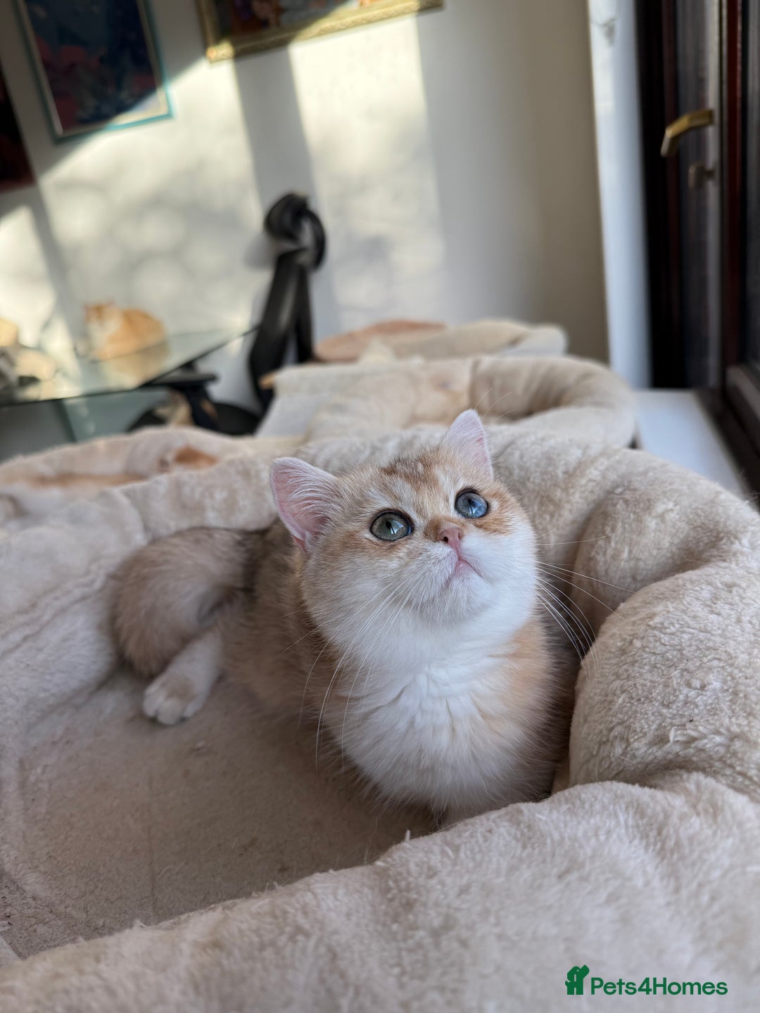 British Shorthair cats for sale: New Litter Available GCCF BSH Black Golden Kittens - Advert 20