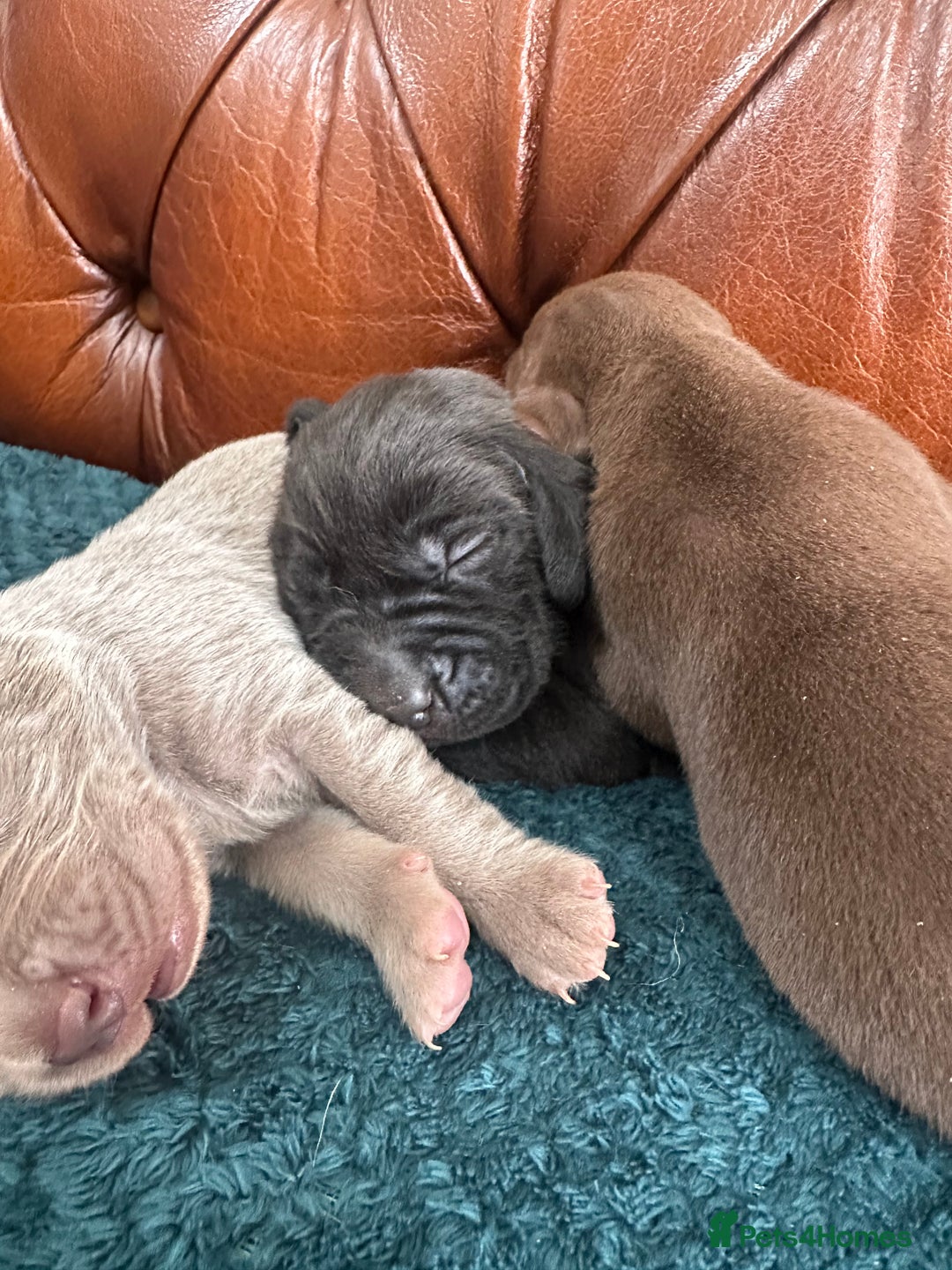 Mixed Breed dogs for sale: 6/9 F2 Weimador / Labmaraner  - Advert 20