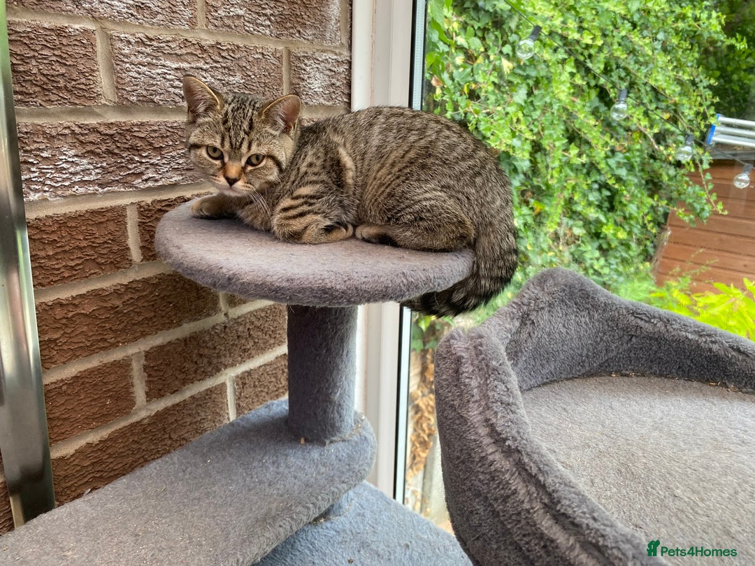 British Shorthair cats for sale: BSH Pedigree Chunky Kittens Chocolate/Gold striped - Image 4