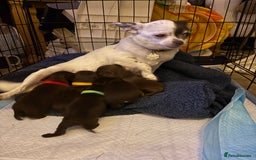 Chihuahua dogs for sale: Beautiful baby chihuahua pups - Image 14