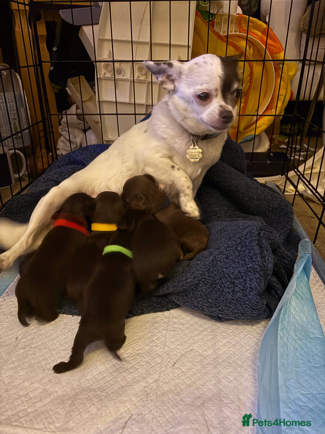 Chihuahua dogs for sale: Beautiful baby chihuahua pups - Image 14