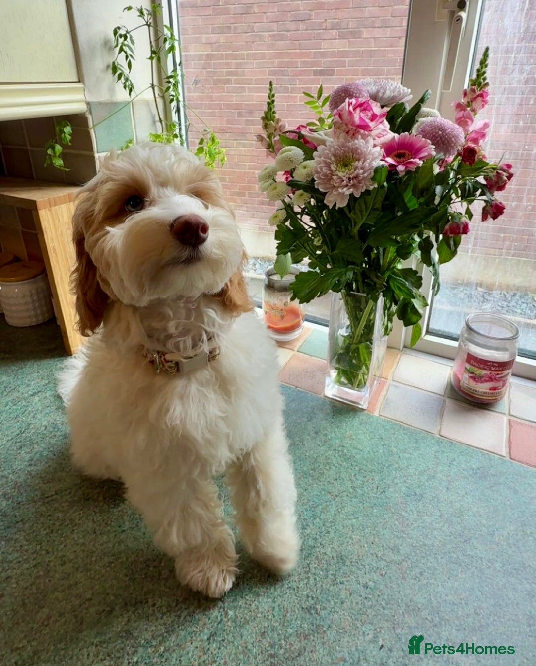 Cockapoo dogs for sale: Re-homing 8month old Luna- Female Cockapoo - Advert 3