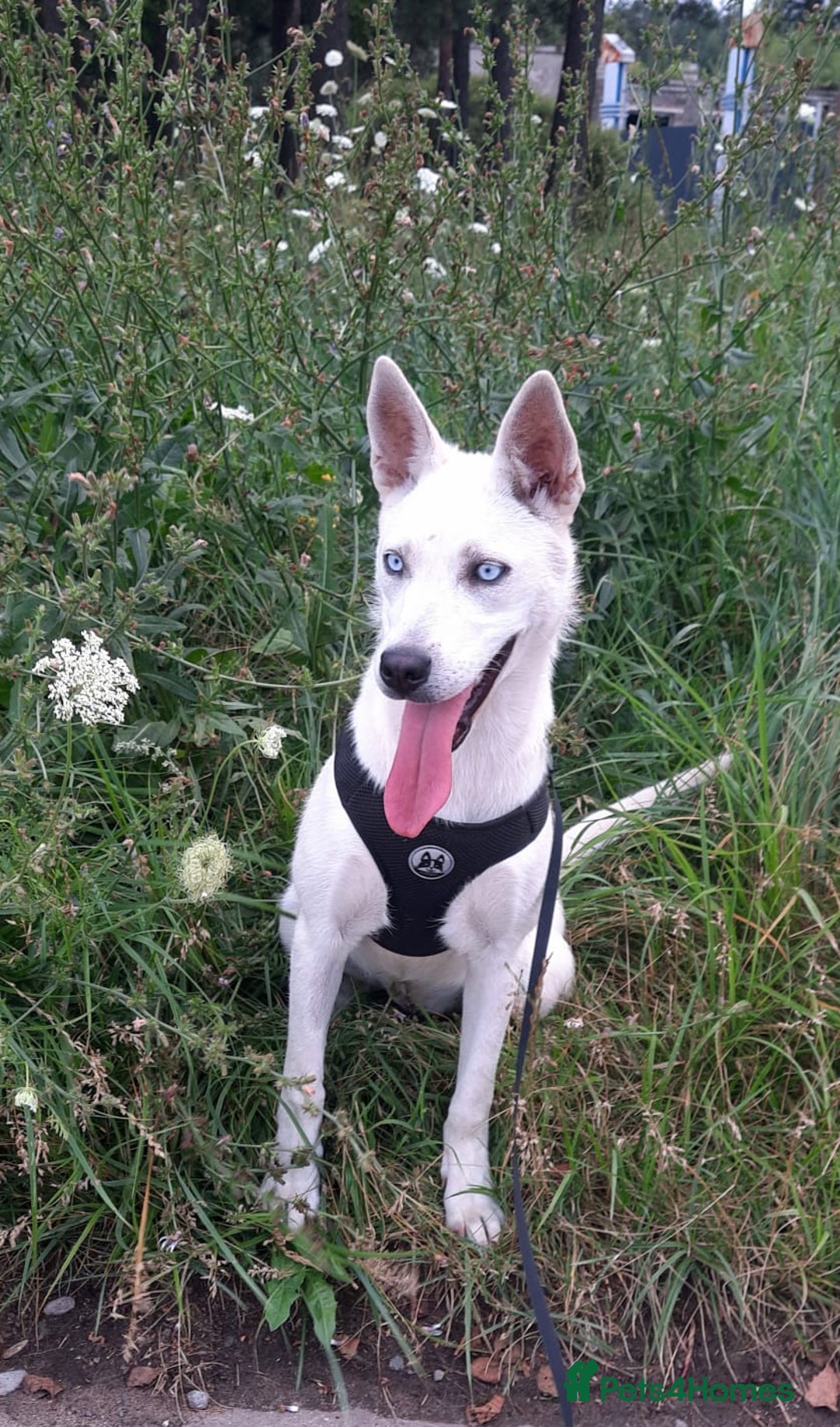 Mixed Breed dogs for adoption: 💖🐶 LUNA 🐶💖 - Image 5