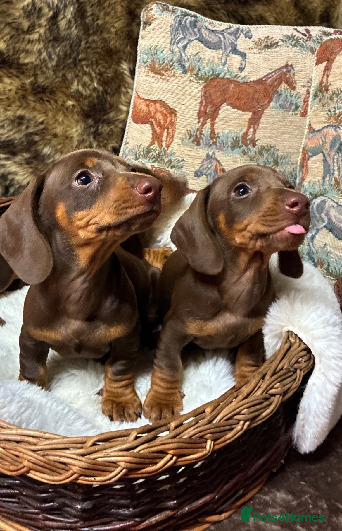 Dachshund dogs Dachshund - Advert 13
