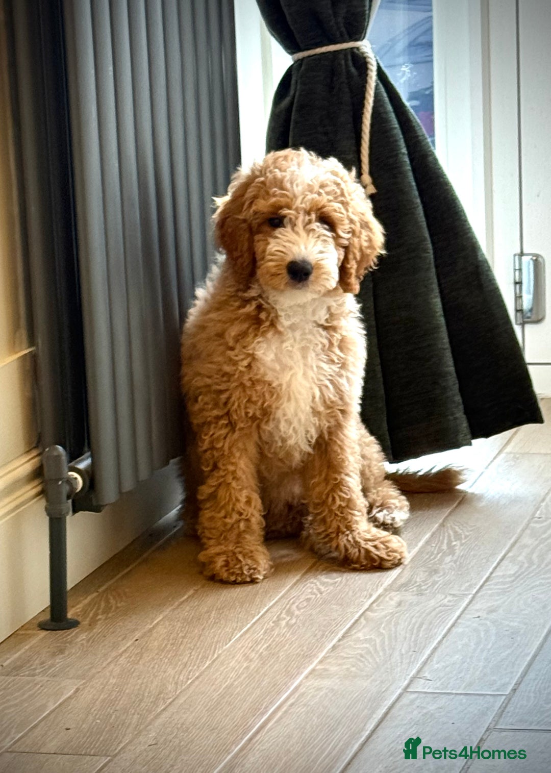 Mixed Breed dogs for sale: ❤️Teddy- Australian Golden Double Doodle ❤️ - Advert 5