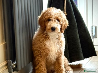 Mixed Breed dogs ❤️Teddy- Australian Golden Double Doodle ❤️ - Advert 2