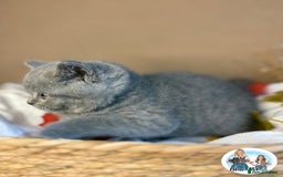British Shorthair cats for sale: 3 British short hair / long hair kittens  - Image 38