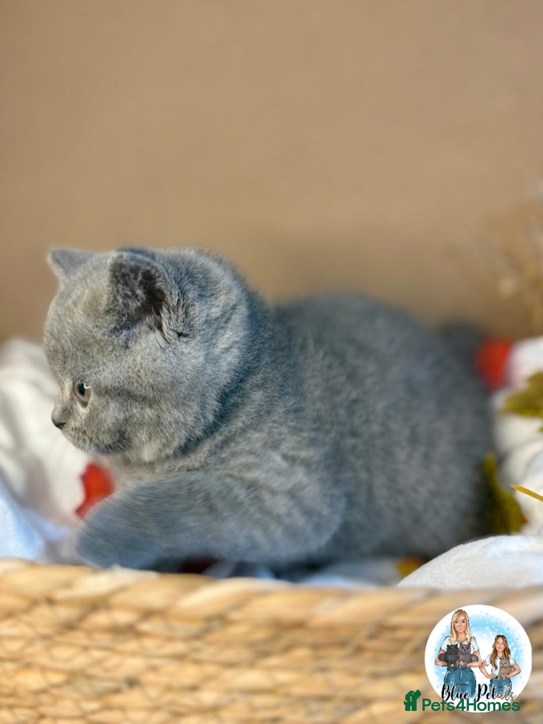 British Shorthair cats for sale: 3 British short hair / long hair kittens  - Image 38