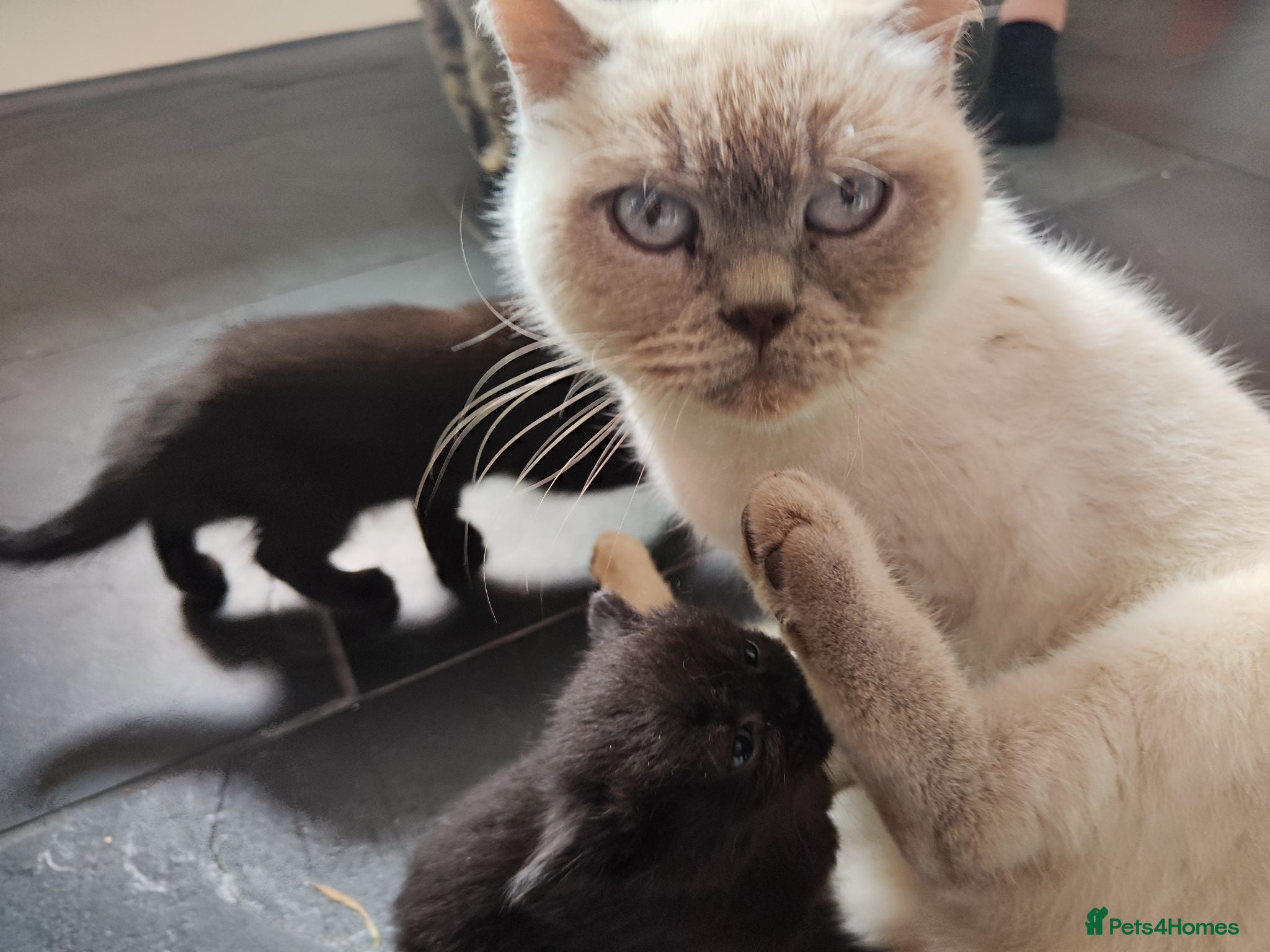 Mixed Breed cats British shorthair X - Advert 1