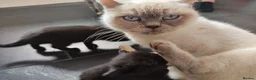 Mixed Breed cats for sale: British shorthair X - Advert 1