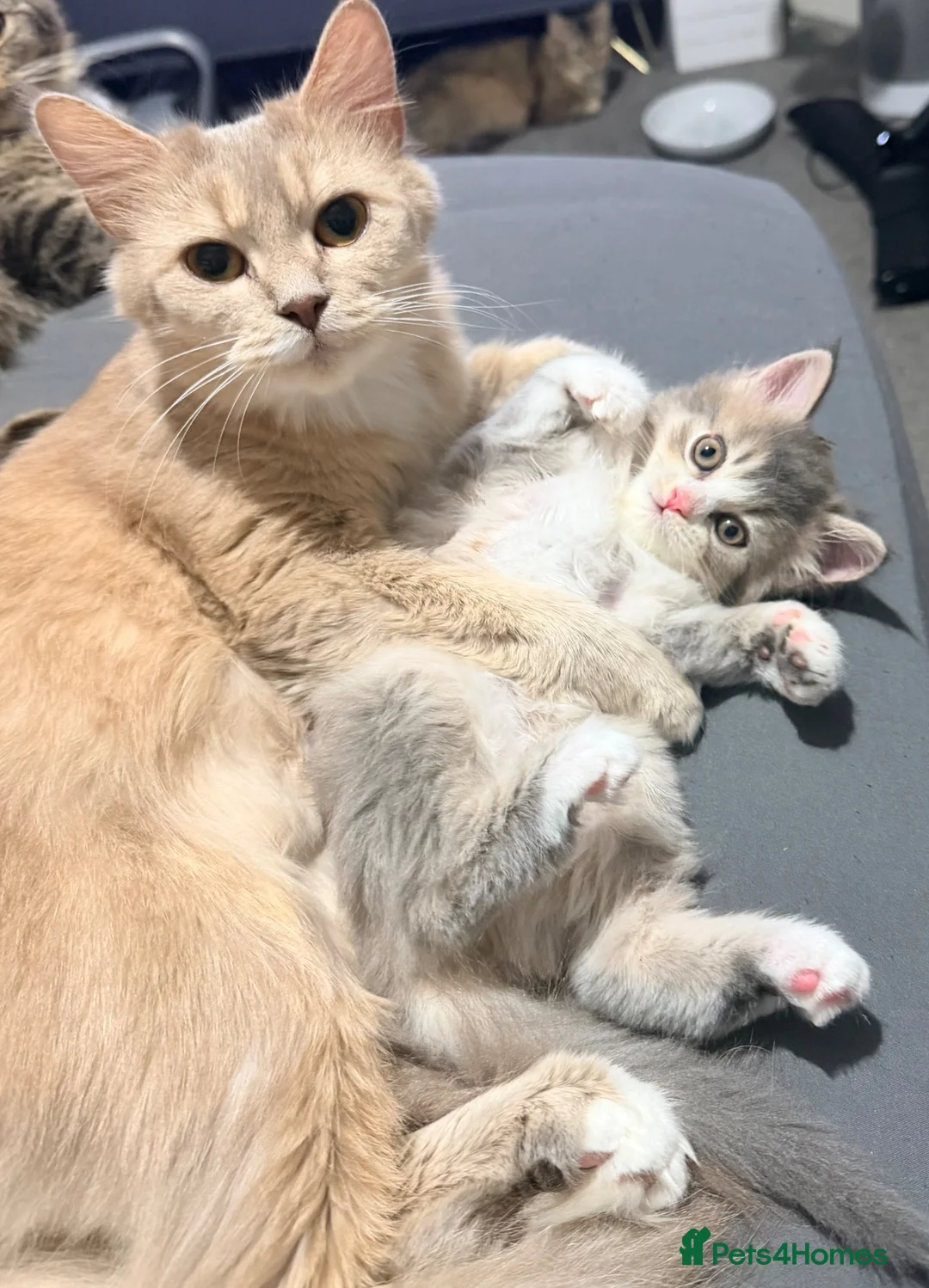 Mixed Breed cats for sale: Beautiful Fluffy Grey Female Kitten  - Advert 1
