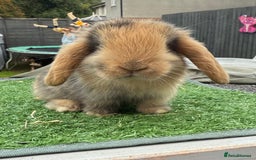 Mini Lop rabbits for sale: Mini lops  - Image 1