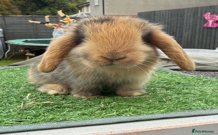 Mini Lop rabbits - Advert 10