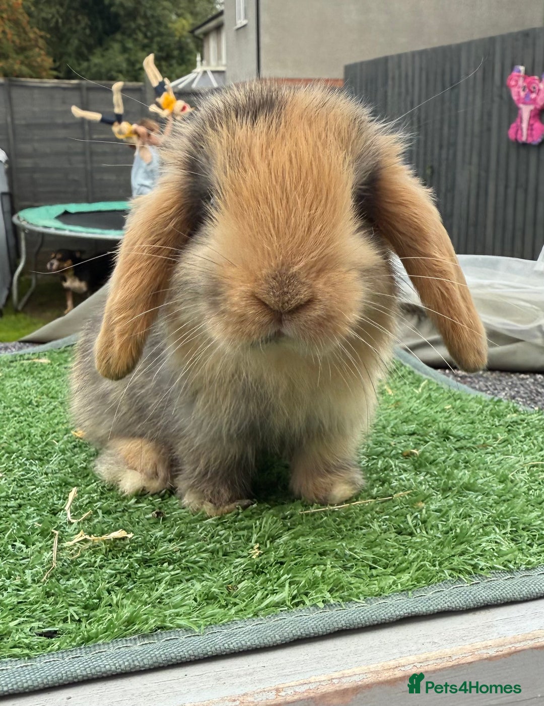 Mini Lop rabbits for sale: Mini lops  - Image 1
