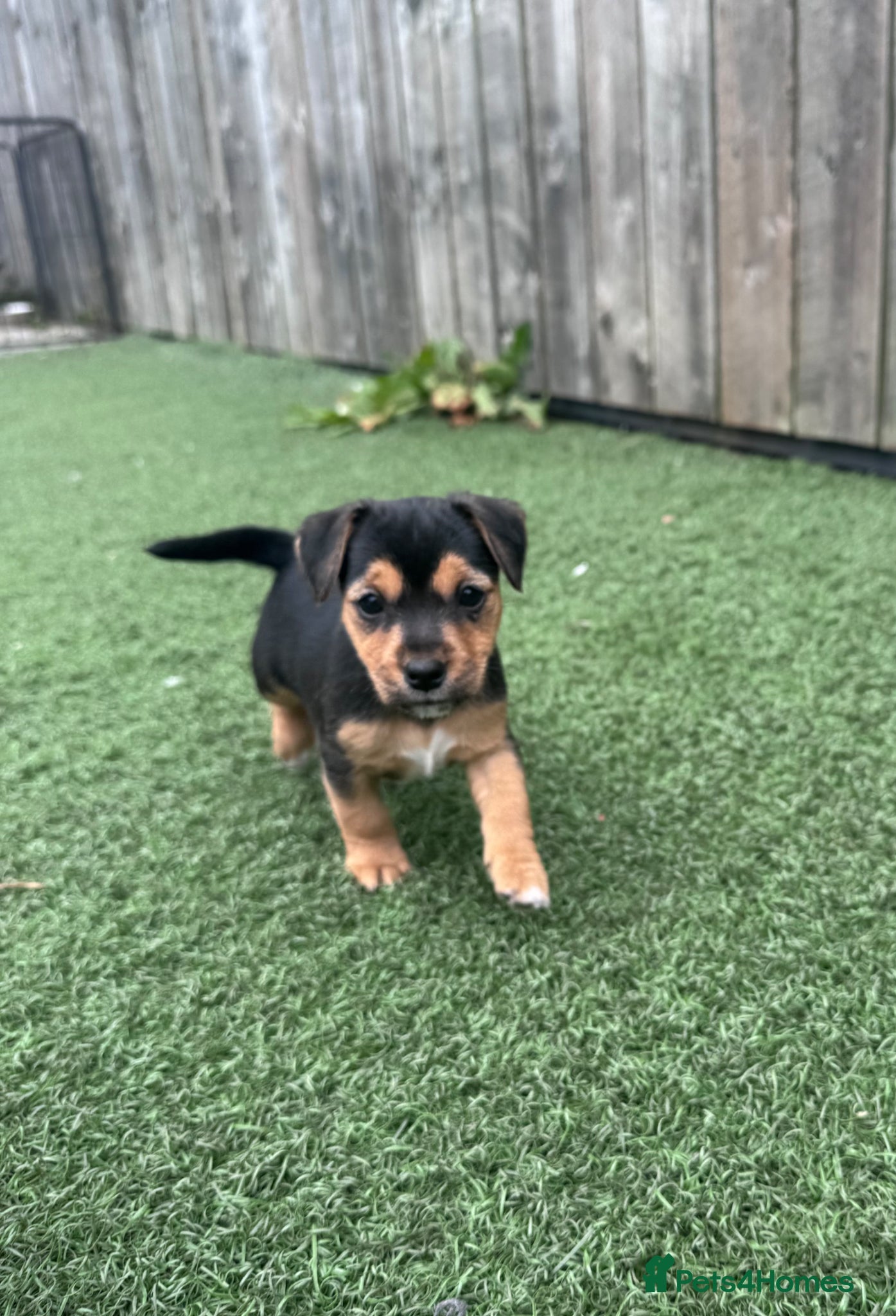 Jack Russell dogs Jack Russell pups broken/rough coated  - Advert 17