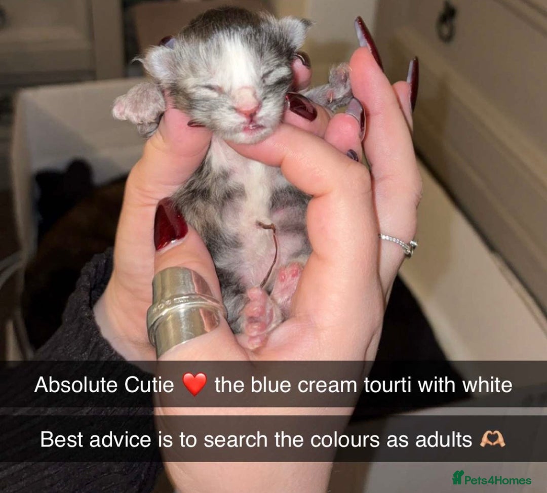 Maine Coon cats for sale: FULL BREED MAINECOONS - Advert 2