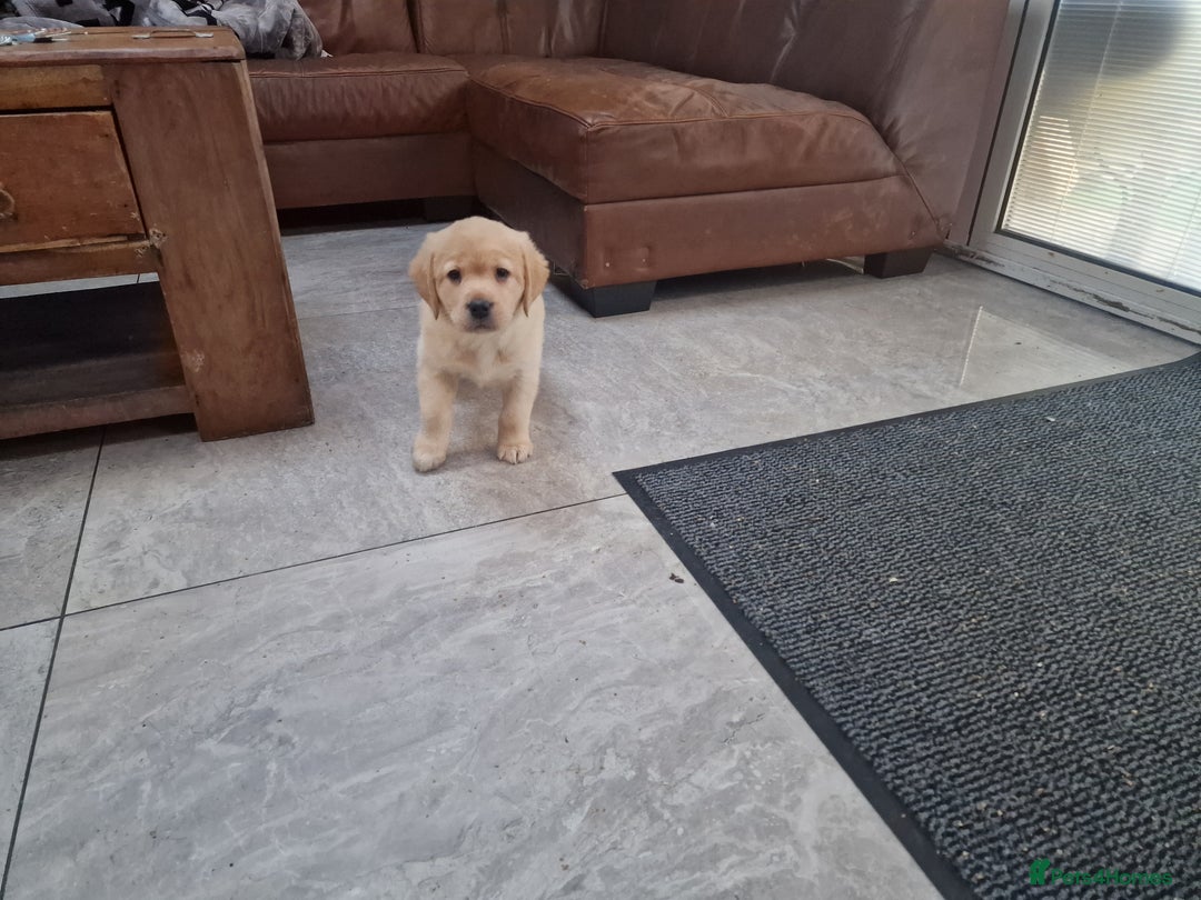 Labrador Retriever dogs for sale: Labrador very cute and playful puppies  - Advert 18