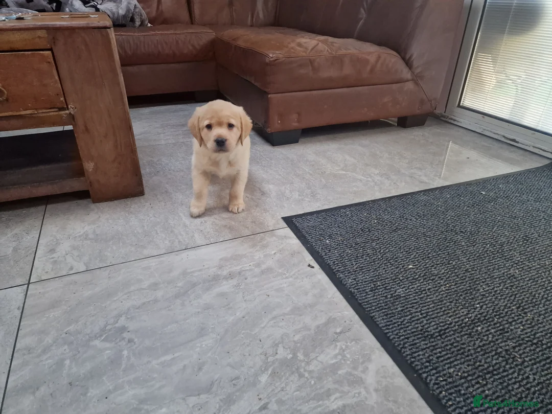 Labrador Retriever dogs for sale: Labrador very cute and playful puppies  - Advert 22